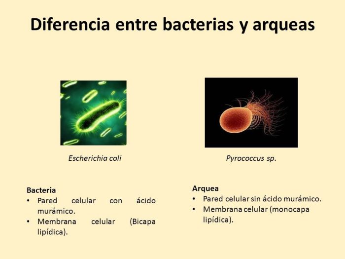 Diferencia Entre Bacterias Y Arqueas Diferenciando | My XXX Hot Girl