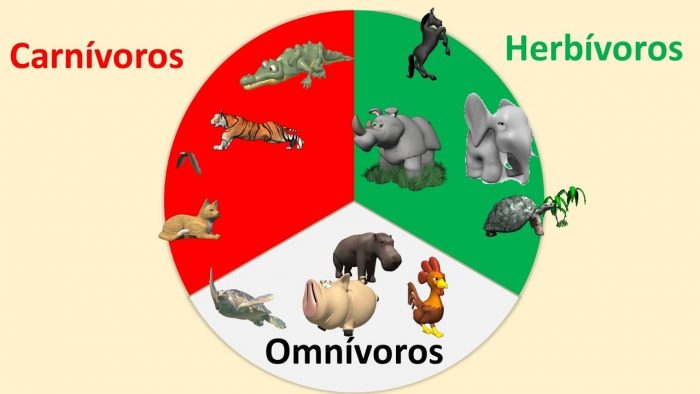 75 ejemplos de animales carnívoros, hervivoros y omnívoros - Diferenciando