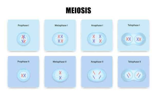 Fases De La Meiosis Qué Es Proceso Y Características Diferenciando 9123