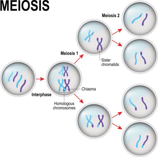 Fases De La Meiosis Qué Es Proceso Y Características Diferenciando 4003