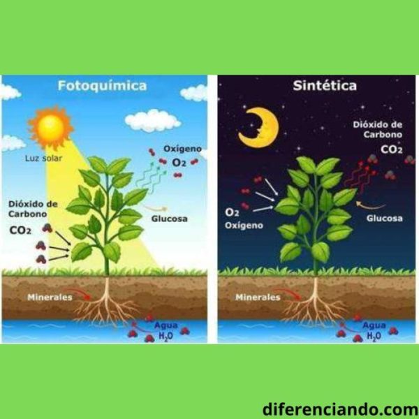 Fases de la fotosíntesis: qué es, características y esquema - Diferenciando