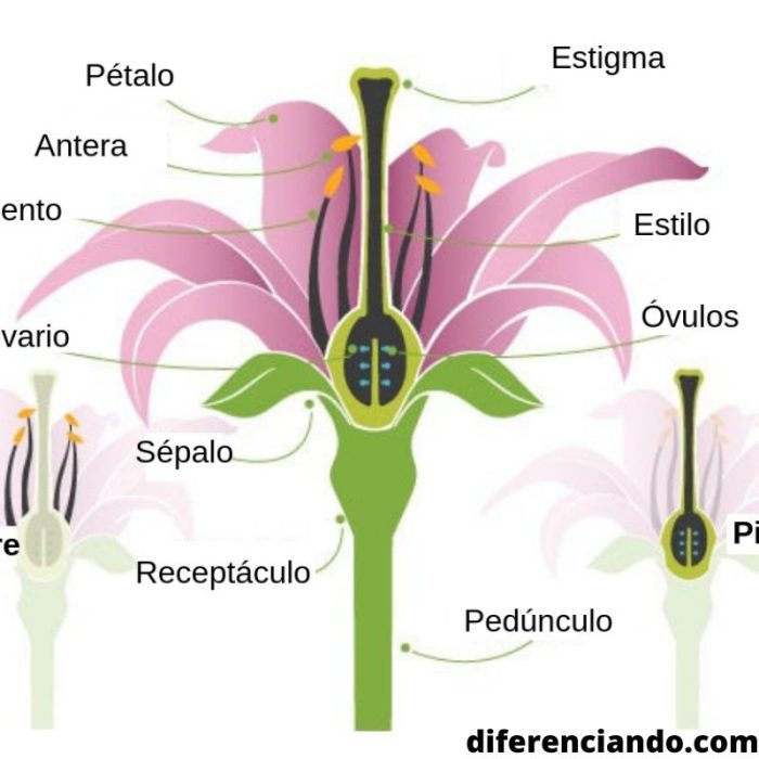 Partes De La Flor Elementos Y Sus Funciones Diferenciando