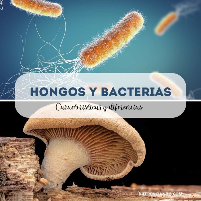 Lista 103+ Foto Imágenes De Hongos Y Bacterias Para Imprimir Mirada Tensa